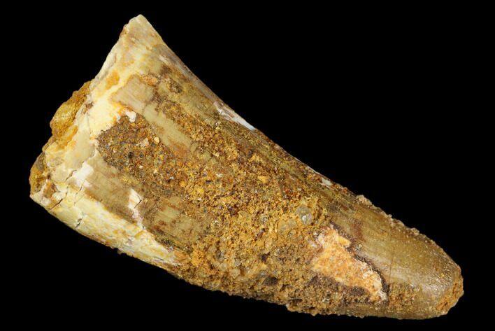 Cretaceous Fossil Crocodile Tooth - Morocco #185411